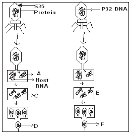 CBSE_Class_12_Biology_Genetic_And_Evolution_13