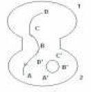 CBSE_Class_12_Biology_Genetic_And_Evolution_14