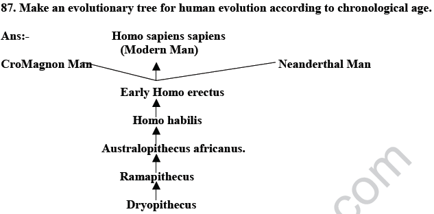 CBSE_Class_12_Biology_Genetic_And_Evolution_16