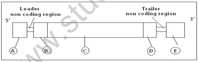 CBSE_Class_12_Biology_Genetic_And_Evolution_7