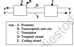 CBSE_Class_12_Biology_Genetic_And_Evolution_9