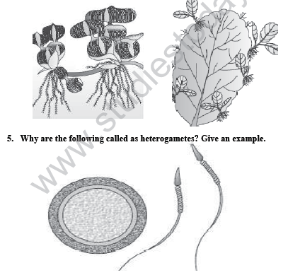 CBSE_Class_12_Biology_HOTs_Reproduction_in_Organism_1