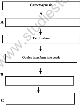 CBSE_Class_12_Biology_HOTs_Reproduction_in_Organism_4