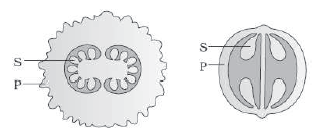 CBSE_Class_12_Biology_HOTs_Reproduction_in_Organism_5