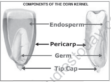 CBSE_Class_12_Biology_HOTs_Sexual_Reproduction_In_Flowering_Plants_2