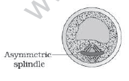 CBSE_Class_12_Biology_HOTs_Sexual_Reproduction_In_Flowering_Plants_3