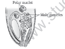 CBSE_Class_12_Biology_HOTs_Sexual_Reproduction_In_Flowering_Plants_4