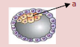 CBSE_Class_12_Biology_Human_Reproduction_1