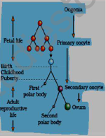 CBSE_Class_12_Biology_Human_Reproduction_2