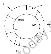 CBSE_Class_12_Biology_Human_Welfare_3