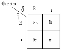 CBSE_Class_12_Biology_Inheritance_Variation_Ans_2