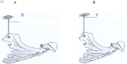 CBSE_Class_12_Biology_Organism_3