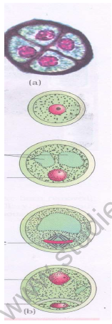 CBSE_Class_12_Biology_Reproduction_1