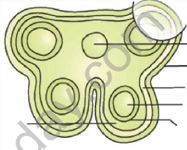 CBSE_Class_12_Biology_Sexual_Reprodu_1