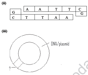 CBSE_Class_12_Biology_biotechnology_Set_A_3