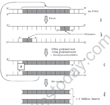 CBSE_Class_12_Biology_biotechnology_Set_A_5