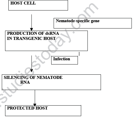 CBSE_Class_12_Biology_biotechnology_Set_A_6