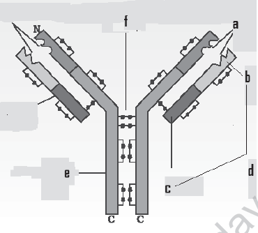 CBSE_Class_12_Biology_biotechnology_Set_A_7