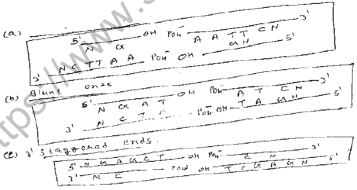 NEET Biology Biotechnology Principles and Processes MCQs-1