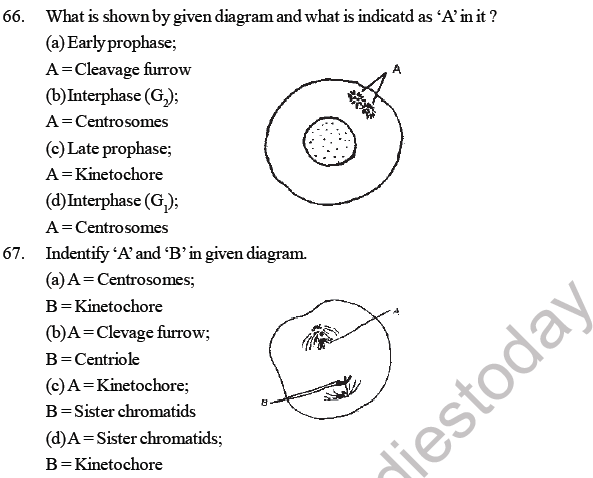 NEET Biology Cell Cycle MCQ-3