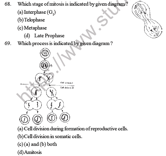 NEET Biology Cell Cycle MCQ-4