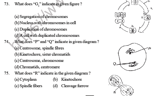 NEET Biology Cell Cycle MCQ-6