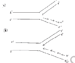 NEET Biology Molecular Basis of Inheritance MCQs Set B-Q119