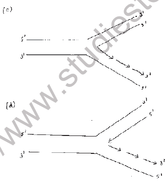 NEET Biology Molecular Basis of Inheritance MCQs Set B-Q120