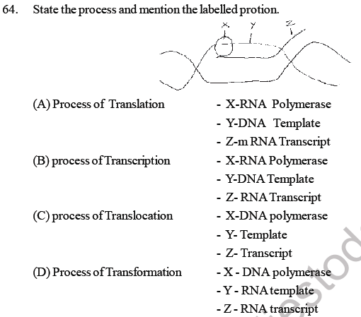 NEET Biology Molecular Basis of Inheritance MCQs Set B-Q64