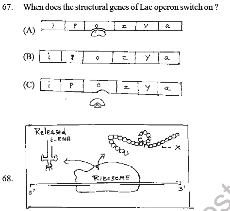 NEET Biology Molecular Basis of Inheritance MCQs Set B-Q68