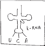 NEET Biology Molecular Basis of Inheritance MCQs Set B-Q70