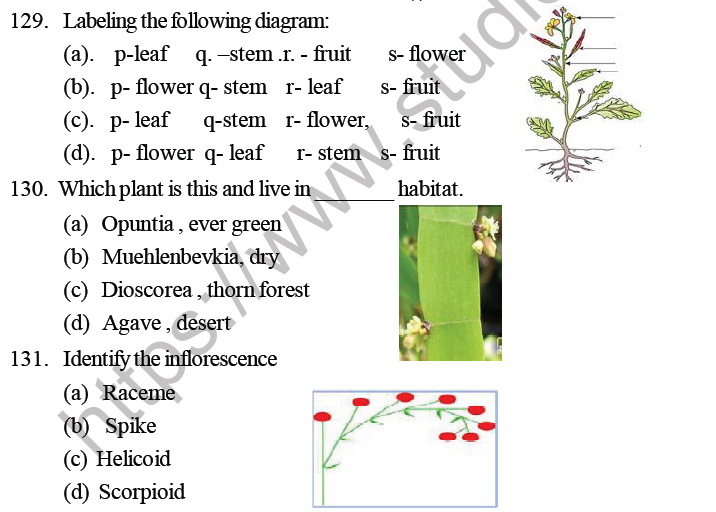 NEET Biology Morphology of Plants MCQs Set B-4