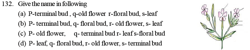 NEET Biology Morphology of Plants MCQs Set B-5