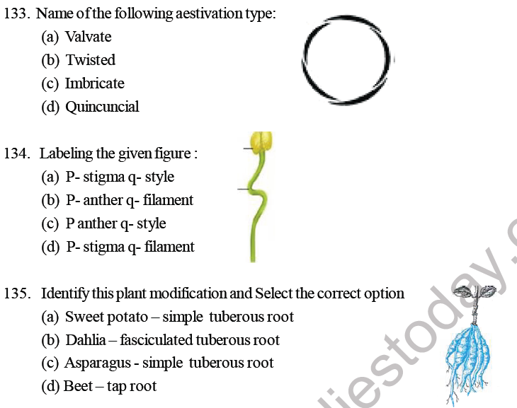 NEET Biology Morphology of Plants MCQs Set B-6