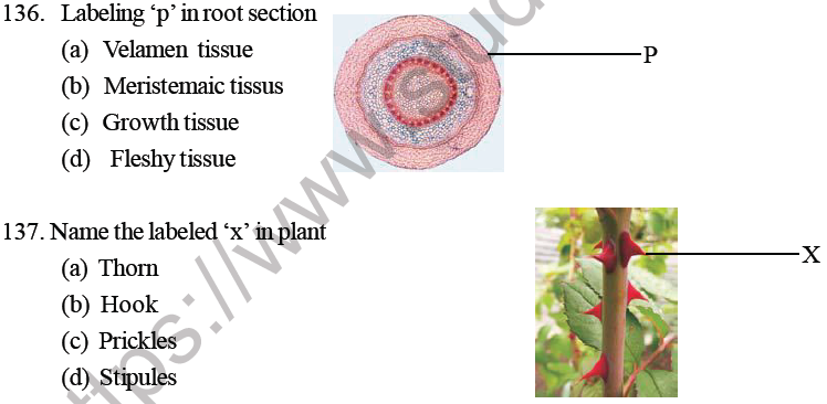 NEET Biology Morphology of Plants MCQs Set B-7