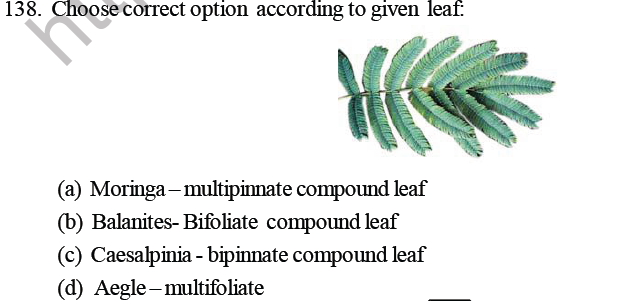 NEET Biology Morphology of Plants MCQs Set B-8