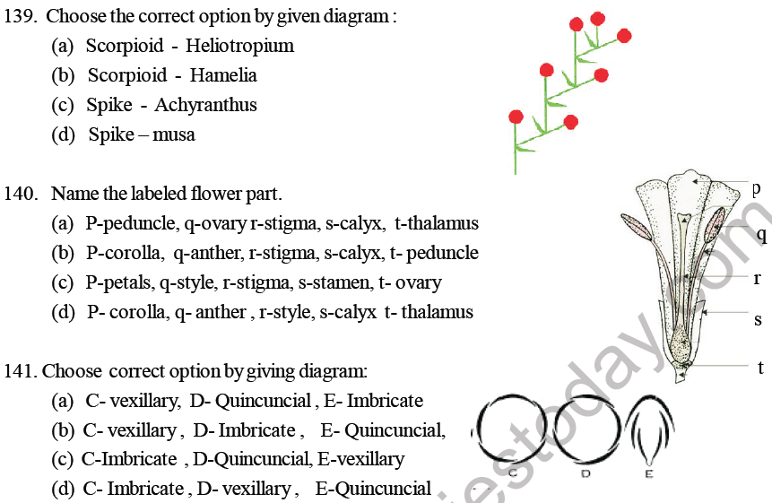 NEET Biology Morphology of Plants MCQs Set B-9