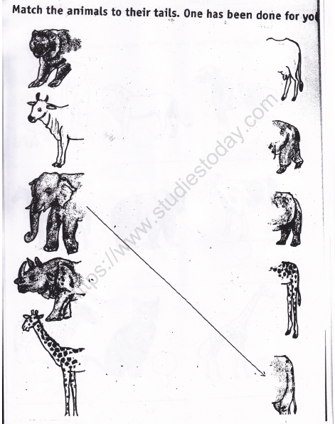 CBSE Class 1 EVS Worksheet - Animals Around Us (1) 3