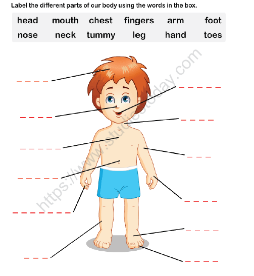CBSE Class 1 EVS Worksheet - Our Body_0 1