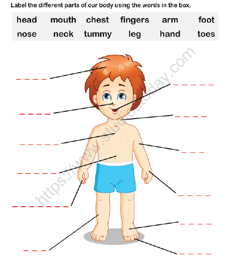 Class 1 EVS  My Body - Explanation 