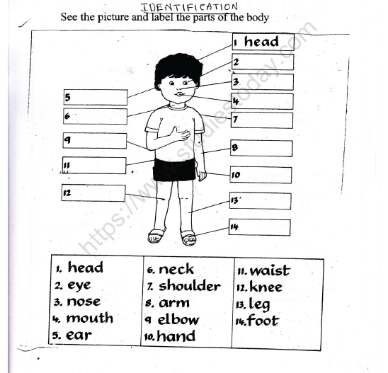 CBSE Class 1 EVS Worksheet - Parts of the Body 