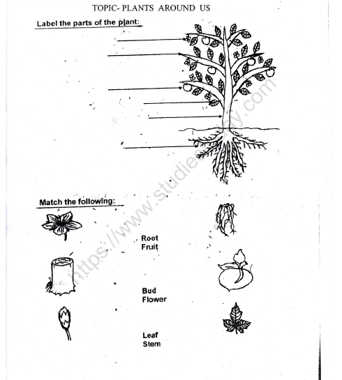 CBSE Class 1 EVS Worksheet - Plants Around Us (2) 1