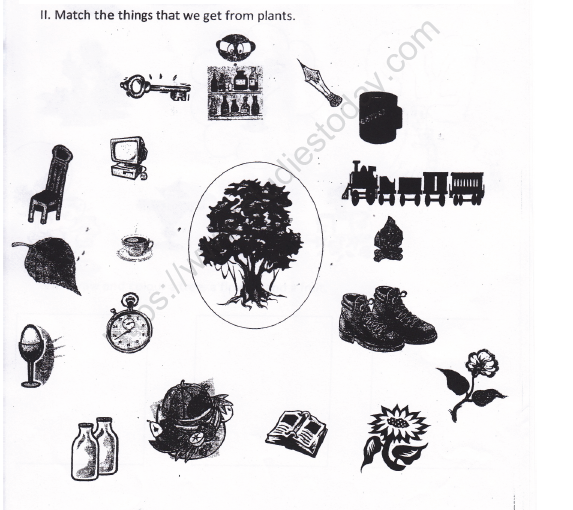 CBSE Class 1 EVS Worksheet - Plants Around Us (2) 2