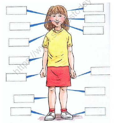 CBSE Class 1 EVS Worksheets (2) 2