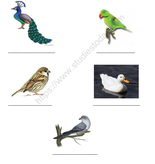 CBSE Class 1 English Worksheets (23) - Once I saw a little Bird