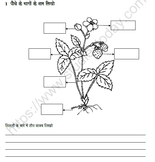 CBSE Class 2 Hindi तितली और कली Worksheet