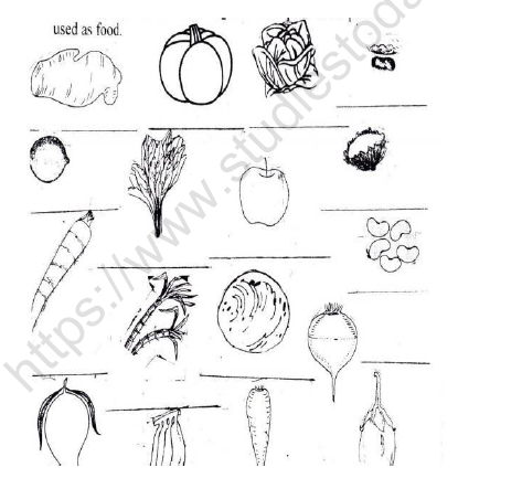 CBSE Class 3 EVS Foods we Eat Worksheet