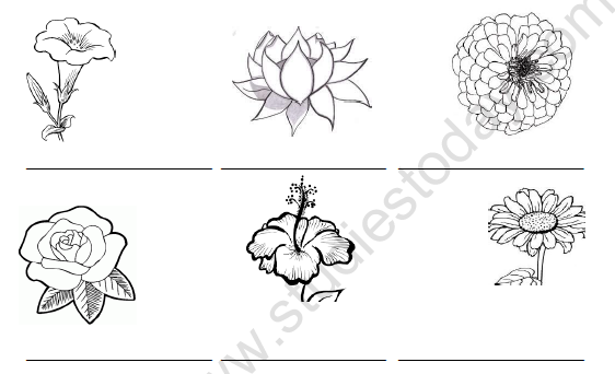 CBSE Class 4 EVS The Valley of Flowers Worksheet