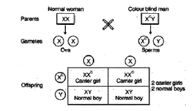 CBSE_ Class_12_Biology_10