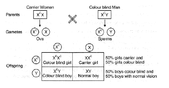 CBSE_ Class_12_Biology_11